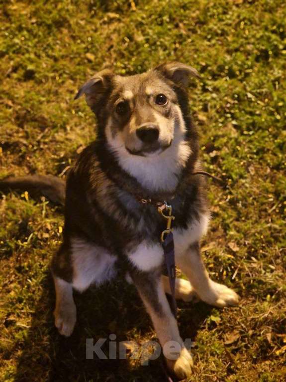 Собаки в Лосином-Петровском: Даная якутенок в добрые руки Девочка, Бесплатно - фото 1