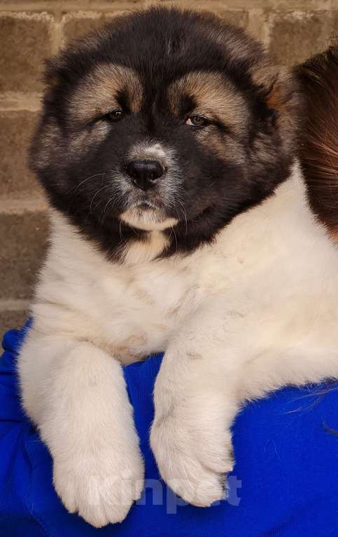 Собаки в Новосибирске: Великолепные, породные щенки кавказской овчарки для племенной и выставочной карьеры. Привиты. Девочка, Бесплатно - фото 2