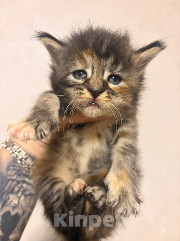 Кошки в Москве: Котята Мейн-Кун чистопородные, открыта бронь Мальчик, 80 000 руб. - фото 2