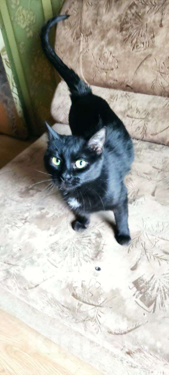 Кошки в Москве: Клякса Девочка, Бесплатно - фото 2