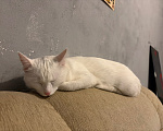 Кошки в Долгопрудном: Кошка Девочка, Бесплатно - фото 1