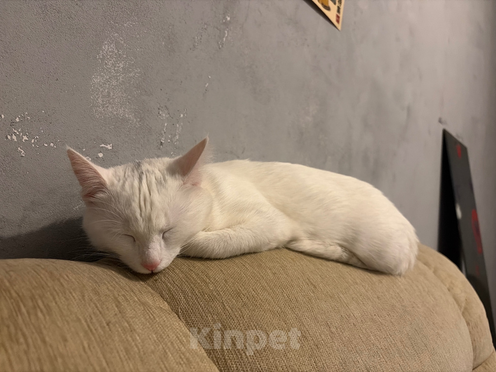 Кошки в Долгопрудном: Кошка Девочка, Бесплатно - фото 1