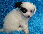 Собаки в Санкт-Петербурге: Пуховая красотка  Девочка, 45 000 руб. - фото 5
