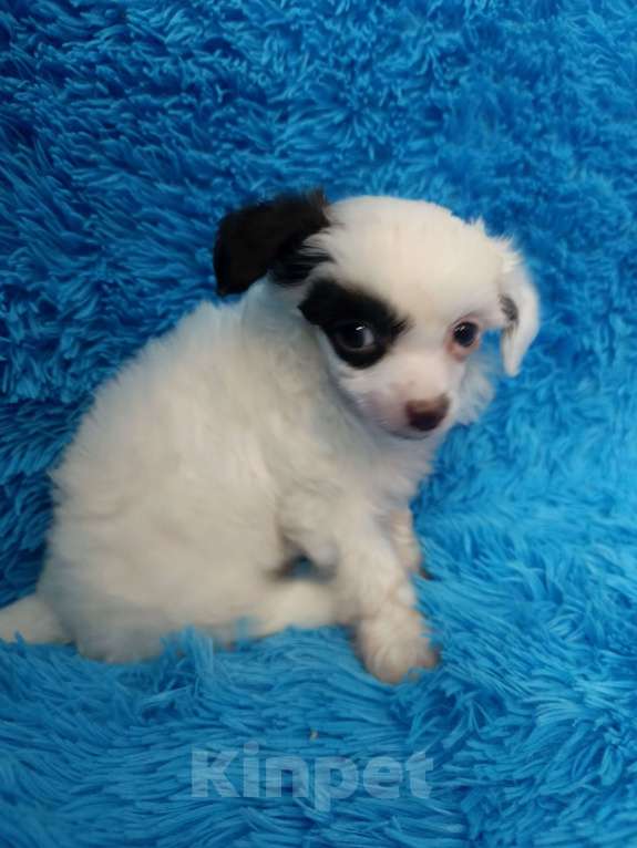 Собаки в Санкт-Петербурге: Пуховая красотка  Девочка, 45 000 руб. - фото 5