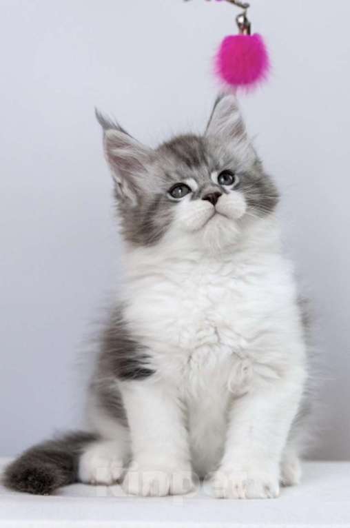 Кошки в других городах Ленинградской области: Мейн кун котята Девочка, 45 000 руб. - фото 3