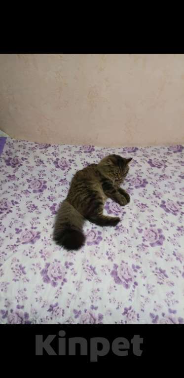 Кошки в Москве: Кот для вязки Мальчик, 1 руб. - фото 4