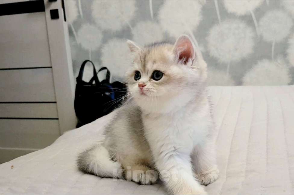 Кошки в Якутске: Золотая шиншилла Мальчик, 60 000 руб. - фото 8