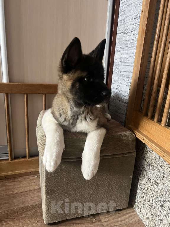 Собаки в Омске: Щенок Американской Акиты Девочка, 50 000 руб. - фото 3