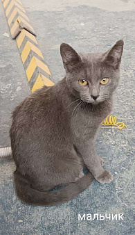 Котята ищут дом