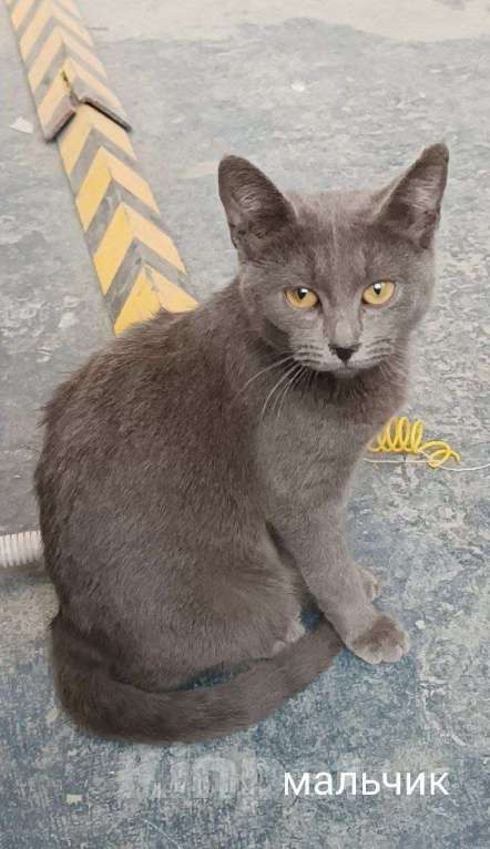 Кошки в Москве: Котята ищут дом Мальчик, Бесплатно - фото 1