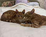 Кошки в Москве: Котенок 4 месяца Мальчик, Бесплатно - фото 6
