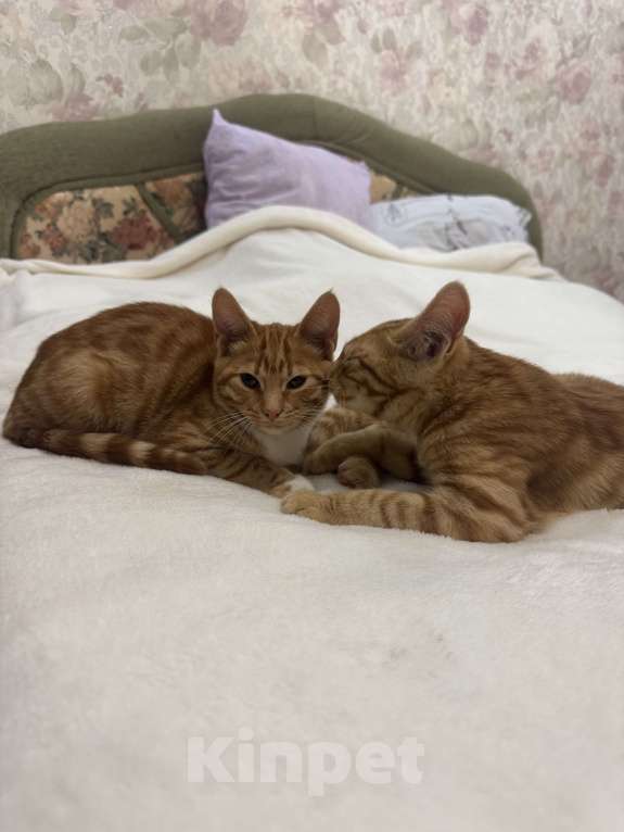 Кошки в Москве: Котенок 4 месяца Мальчик, Бесплатно - фото 6