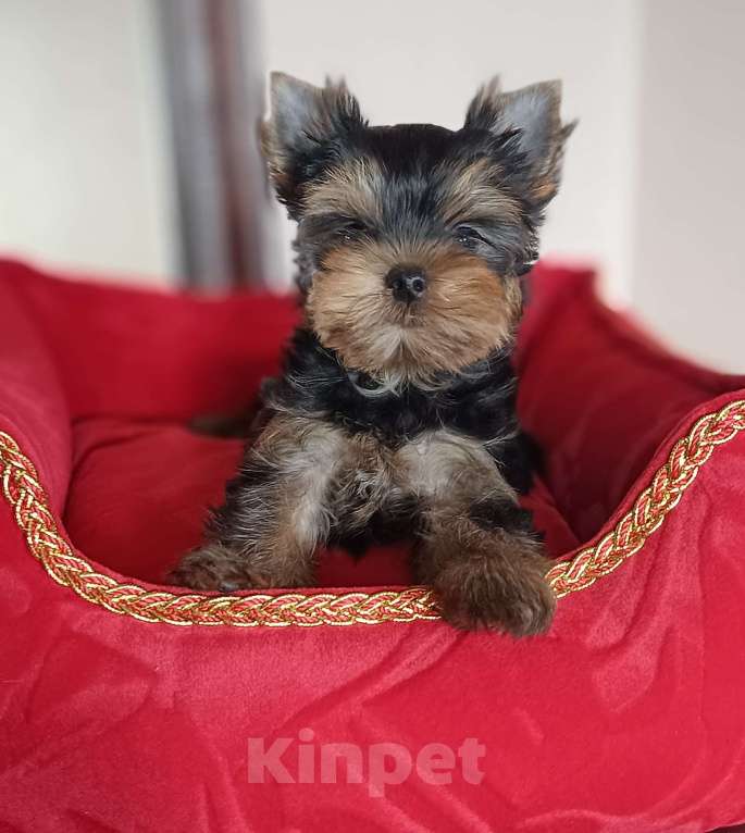 Собаки в других городах Свердловской области: Йоркширский терьер мальчик  Мальчик, 50 000 руб. - фото 3