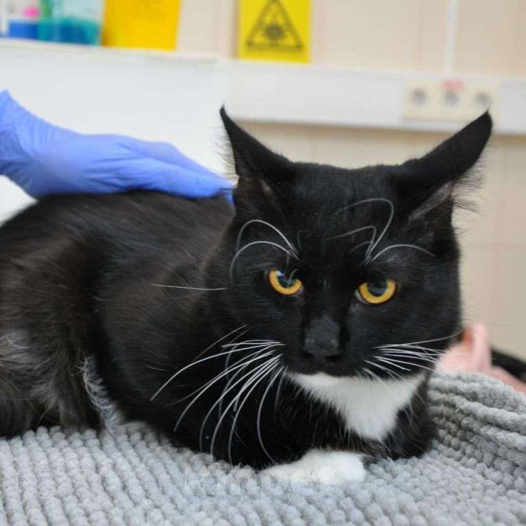 Кошки в Москве: Очаровательный котик Маркиз в поисках своей семьи! Девочка, Бесплатно - фото 3