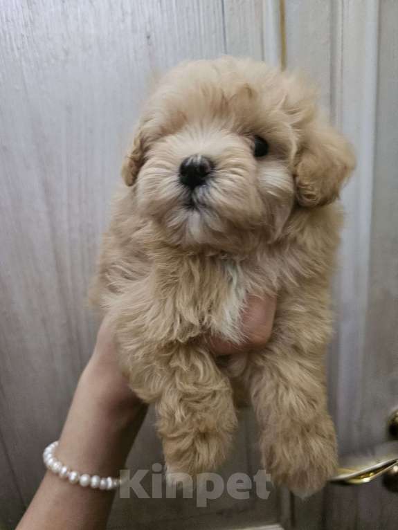 Собаки в Москве: Мальтипу микро Мальчик, 55 000 руб. - фото 3