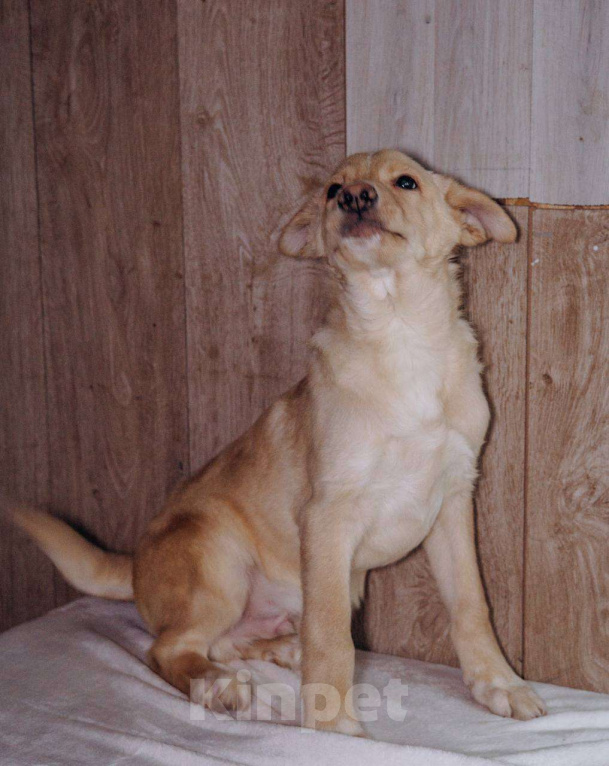 Собаки в Москве: Золотая серединка Мальчик, Бесплатно - фото 2