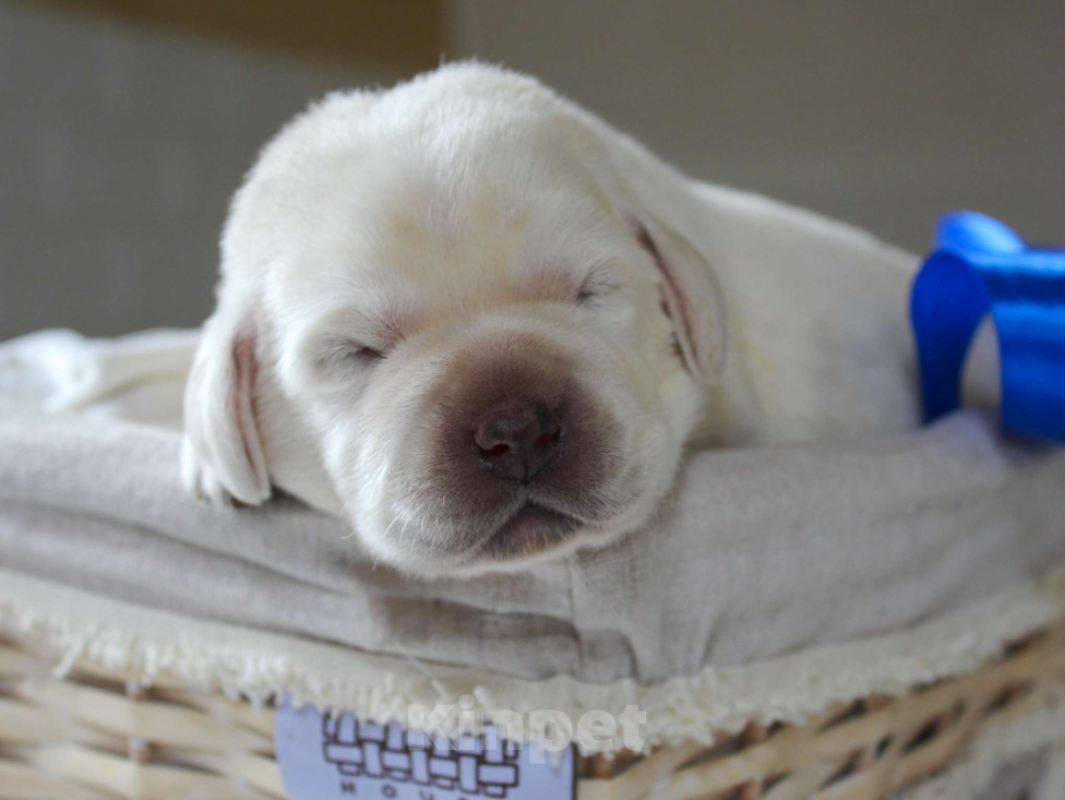 Собаки в других городах Липецкой области: Щенок лабрадора Холлабвууд'с Рокфеллер Мальчик, 120 000 руб. - фото 1