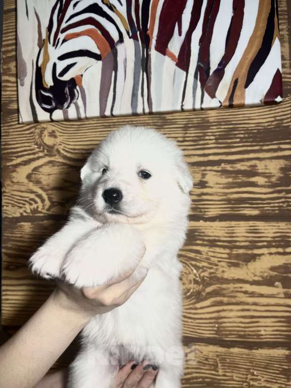 Собаки в Волгограде: Белая швейцарская овчарка Девочка, 50 000 руб. - фото 4