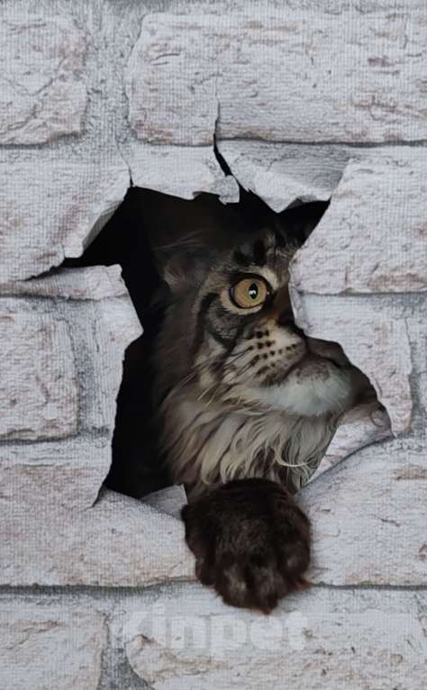 Кошки в Череповце: Мальчик из питомника  Мальчик, 40 000 руб. - фото 2