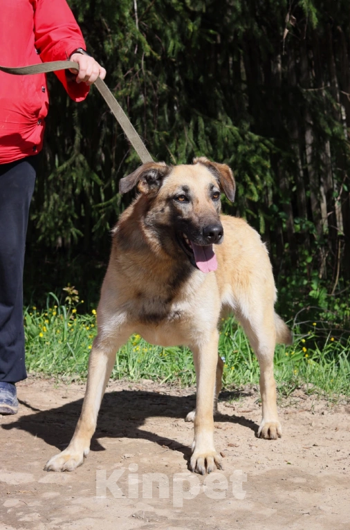 Собаки в Москве: Шейла в добрые руки  Девочка, Бесплатно - фото 3