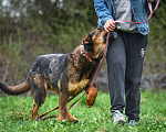 Собаки в Троицке: Ласковый здоровяк, собака-компаньон Мальчик, Бесплатно - фото 1