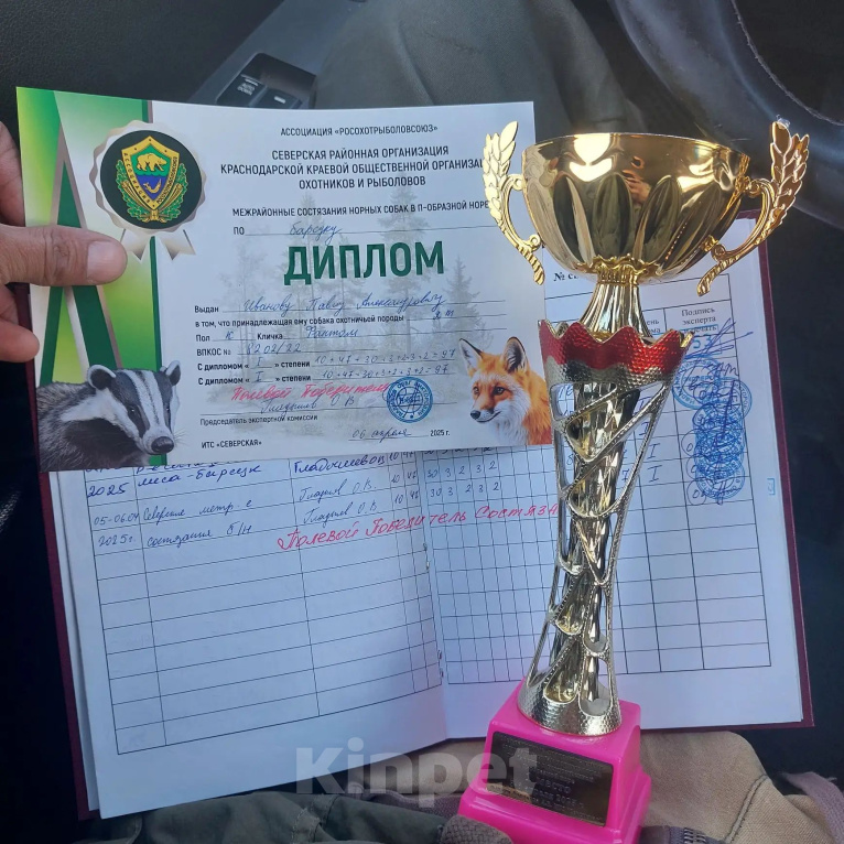 Собаки в других городах Краснодарского края: Щенок ягдтерьер Мальчик, 30 000 руб. - фото 8