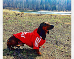 Собаки в Ярославле: Вязка таксы, 2 500 руб. - фото 4