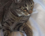 Кошки в Североморске: Отдам котика в хорошие руки, Бесплатно - фото 4