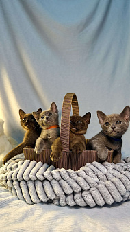 Бурманский котенок