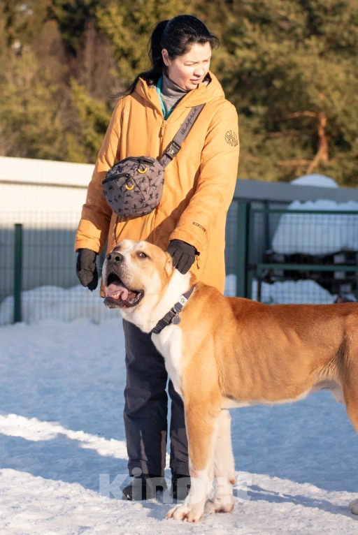 Собаки в других городах Московской области: алабай сармат в добрые руки Мальчик, Бесплатно - фото 2