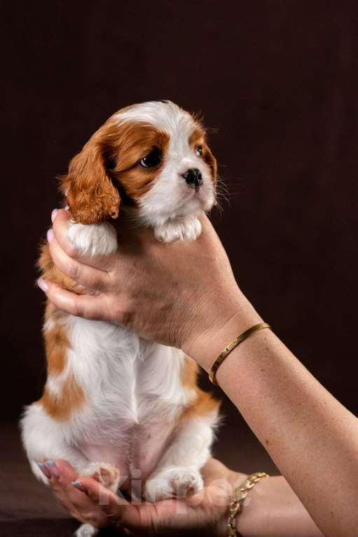 Собаки в других городах Московской области: Изэль Девочка, 125 000 руб. - фото 3