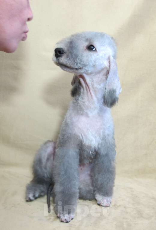Собаки в Москве: Щенки бедлингтон терьер Мальчик, 90 000 руб. - фото 3