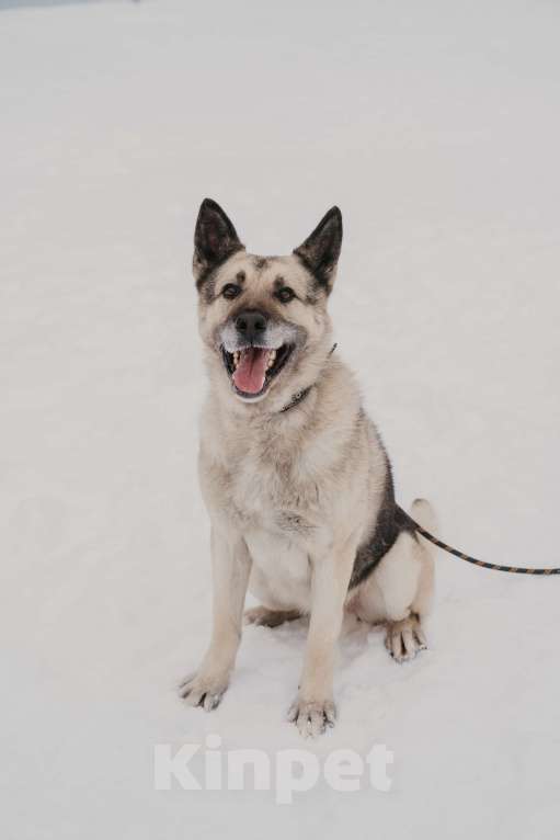 Собаки в Москве: Грэм Мальчик, Бесплатно - фото 9