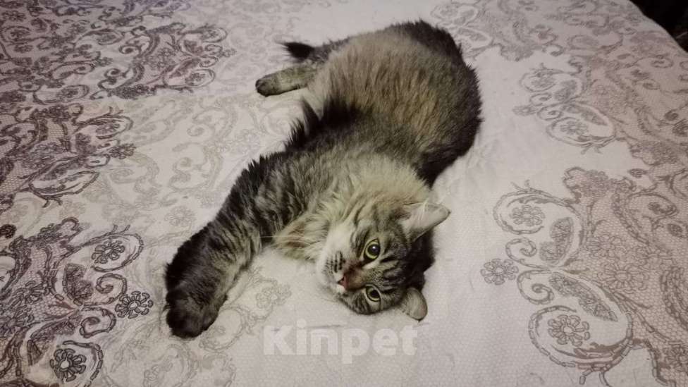 Кошки в Москве: Спокойная и добрая кошка Анфиса в добрые руки Девочка, Бесплатно - фото 4