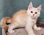 Кошки в Мытищах: Котенок Мейн-кун Мальчик, 50 000 руб. - фото 3