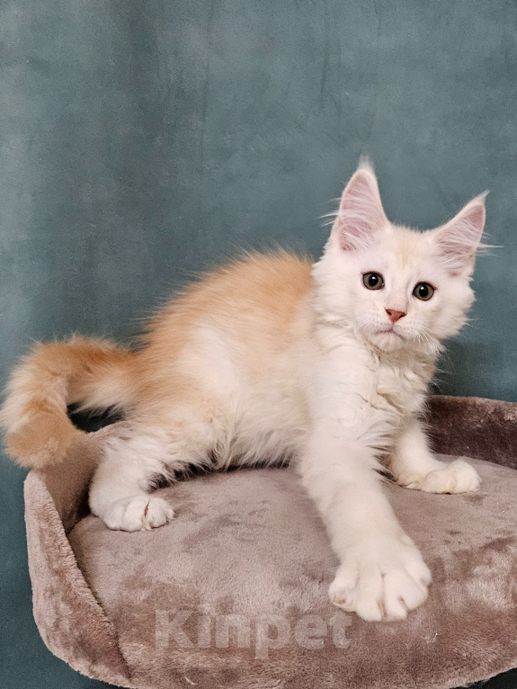 Кошки в Мытищах: Котенок Мейн-кун Мальчик, 50 000 руб. - фото 3