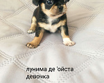 Собаки в Уфе: Щенки чихуахуа Разнополые, Бесплатно - фото 2