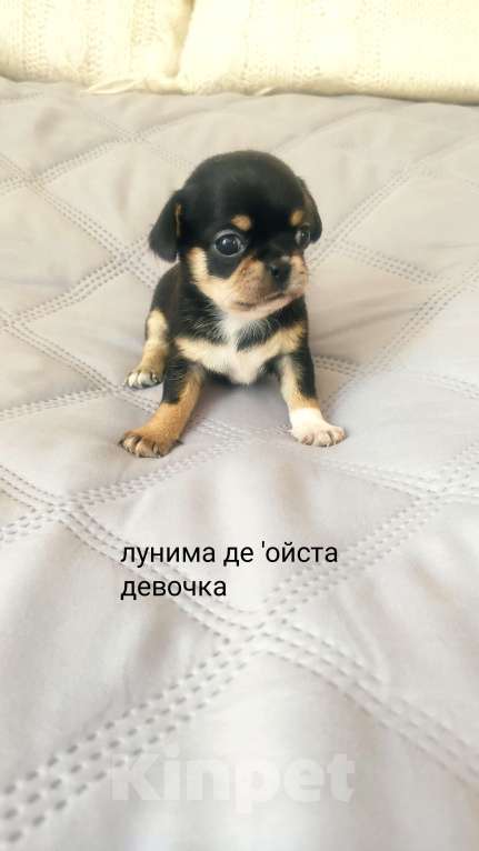 Собаки в Уфе: Щенки чихуахуа Разнополые, Бесплатно - фото 2