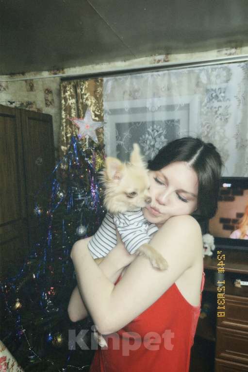 Собаки в Москве: Мини чихуахуа на вязку Мальчик, Бесплатно - фото 4