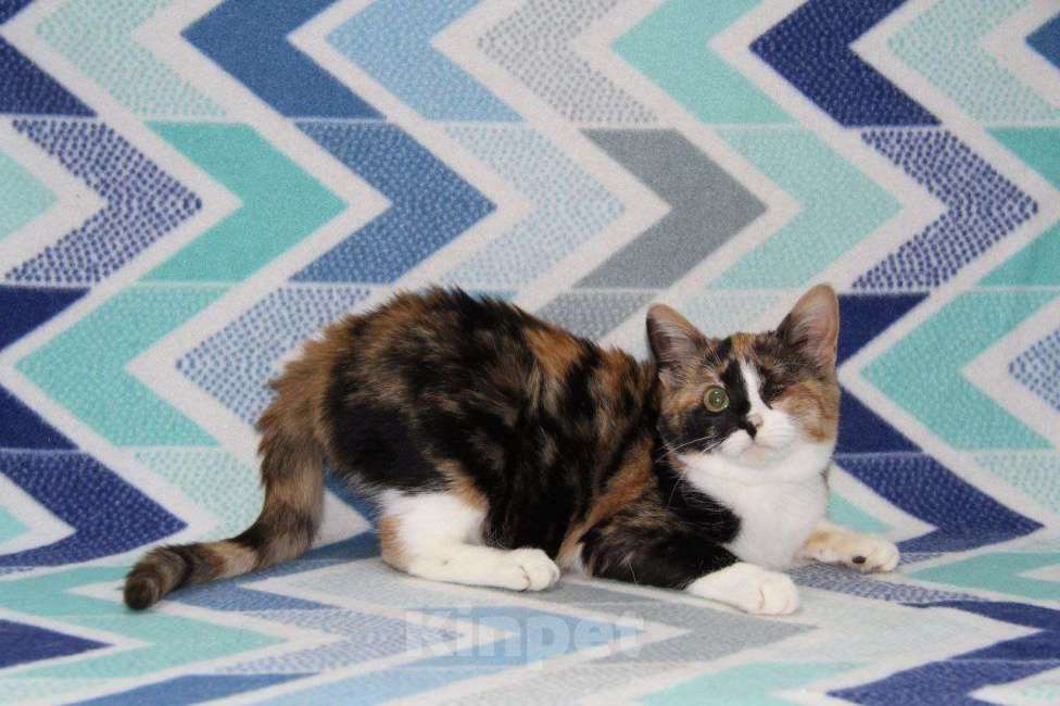 Кошки в Москве: Миниатюрная Джина Девочка, Бесплатно - фото 5