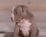 Собаки в Королеве: Американский булли Девочка, 180 000 руб. - фото 4