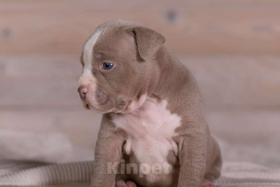 Собаки в Королеве: Американский булли Девочка, 180 000 руб. - фото 4