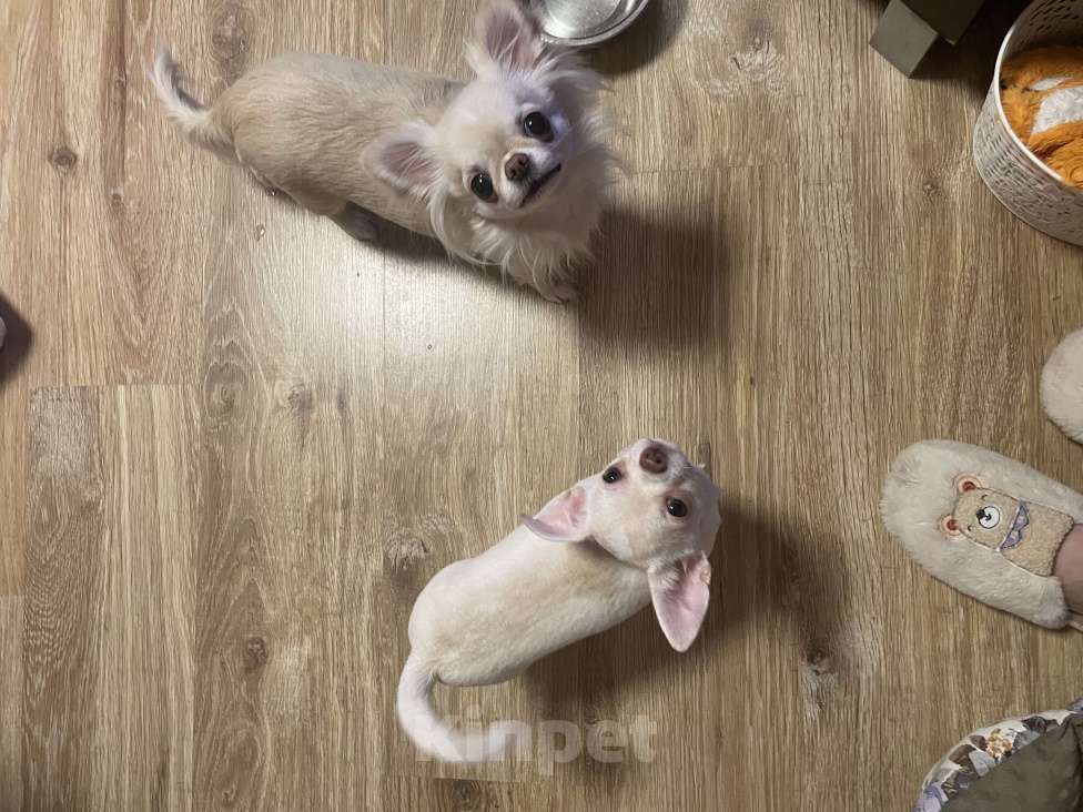 Собаки в Москве: Чихуахуа Мальчик, 35 000 руб. - фото 2