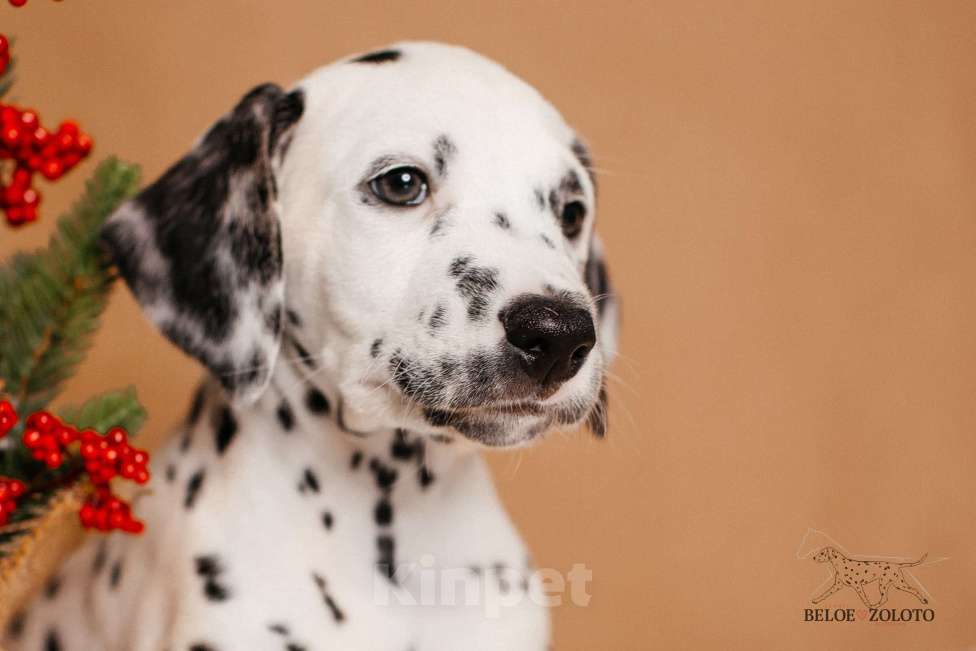 Собаки в Москве: Щенки ДАЛМАТИНА 3,5 месяца Девочка, 100 000 руб. - фото 8
