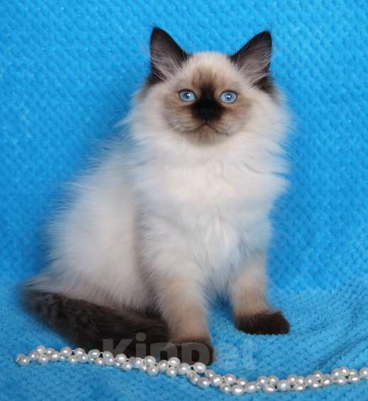 Кошки в Москве: Невская маскарадная кошечка Прима Девочка, 50 000 руб. - фото 2