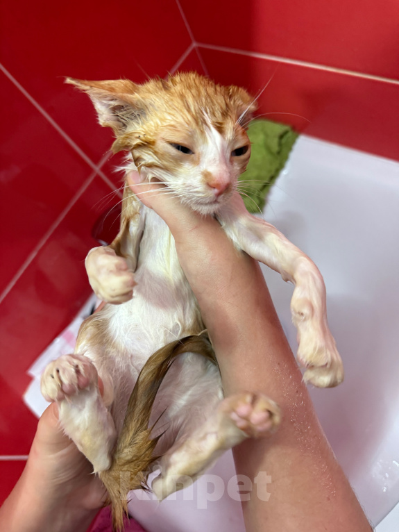 Кошки в Москве: Котенок-мальчик в добрые руки Мальчик, Бесплатно - фото 7