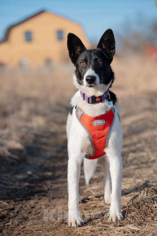 Собаки в Белоозёрском: Собака в добрые руки Девочка, Бесплатно - фото 2