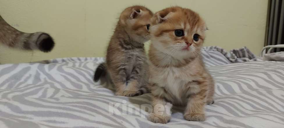 Кошки в Санкт-Петербурге: Шотландский вислоухй Мальчик, 30 000 руб. - фото 3