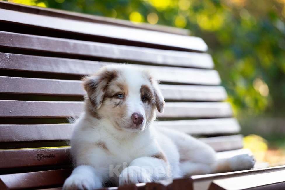 Собаки в Москве: австралийская овчарка аусси Девочка, 80 000 руб. - фото 4