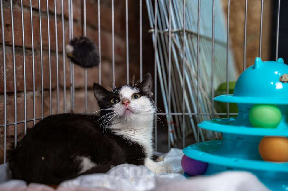 Кошки в Санкт-Петербурге: Феликс ищет дом Мальчик, Бесплатно - фото 1